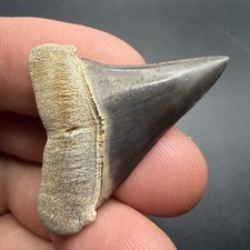 Peruvian Mako Shark Tooth 1.58” High Quality Shark Tooth picture