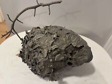 Bald Face Hornet Nest~Art~Science~Taxidermy REAL AUTHENTIC Paper BEEHIVE~HUGE picture