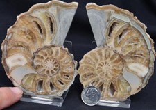 2200 RARE TEXAS PAIR Ammonite 320gm LG 3.7