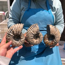3pcs 7.15LB Natural Whole Ammonite Fossilized Crystal Mineral Specimen Healing picture