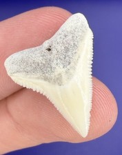 Rare WHITE Fossil Bull Shark Tooth 0.96” Real Shark Teeth picture