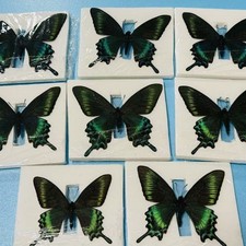 10pcs Green Banded Peacock Swallowtail 5-7cm Wingspan Spring Form picture