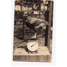 Vintage RPPC Rogers Studio Kincaid IL Chicken on Scale Real Photo Postcard picture