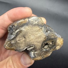 ICE AGE MEGAFAUNA POLISHED HORN SEGMENT SCHRAGER LINES PRESENT picture
