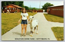 Gettysburg PA Miniature Horse Farm Don Juan Falabella Horse VTG UNP Postcard H1 picture