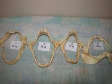 Bull Shark Jaw Skull Bone sharp Teeth Skeleton Vintag Taxidermy YOU CHOOSE SEE picture