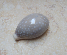 F Cypraea camelopardalis red sea shell large SIZE  lyncina  F+++ 78.8mm picture