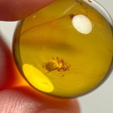 SPIDER SPHERE 16.5mm bead Burmese / Burmite amber fossil bead / 100% genuine picture