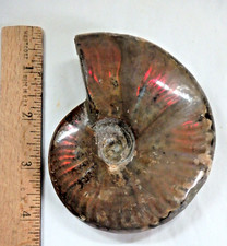 Beautiful 🌀✨Fire Ammonite Fossil 🌀✨248.5 grams Red Iridescent Flash picture