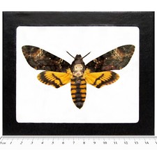 Acherontia atropos REAL FRAMED SILENCE OF THE LAMBS DEATH'S HEAD MOTH SKULL picture