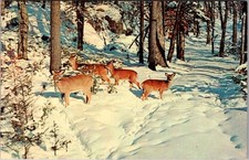 Deer in Winter Pocono Mountains PA Vintage Postcard 5P21-8 picture