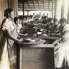 Women Sorting Coffee Beans Stereoview B. L. Singley 1902 Labor Industry picture