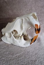 BEAVER SKULL with all tooth/Taxidermy/Decor/Hunting trophy/Collection and more picture