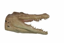 Crocodile Head Large Trophy Wall Sculpture Decor Man Cave Accent Piece   picture