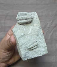 Rare Quality Calymene Celebra Trilobite Fossils In Matrix Display Wisconsin  picture