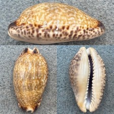 #3 Cypraea nigropunctata 34mm F+ Galapagos Islands picture