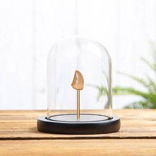Taxidermy Carcharodontosaurus Dinosaur Tooth Fossil in Glass Dome With Wooden Ba picture