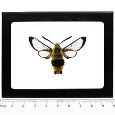 Hemaris thetis REAL FRAMED SPHINX MOTH HUMMINGBIRD MONTANA USA picture