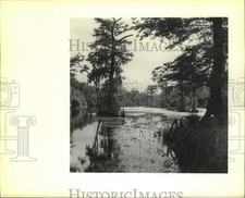 1989 Press Photo Okefenokee Swamp scene - noc01265 picture