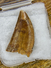 Carcharodontosaurus Tooth Fossil Kem Kem Formation 1.67 in picture