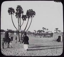 Glass Magic Lantern Slide DUM PALMS C1900 PHOTO EGYPT picture