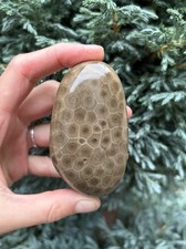 Premium Polished Petoskey Stone 3.25