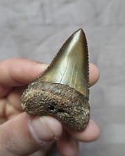 Very Rare Nice Colorful Meherrin River Great White Shark Tooth Fossil picture