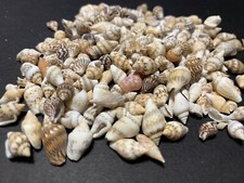 Beautiful Tiny Shell Mix Mini Seashells Crafts Shells Beach Decor ver. 2 picture