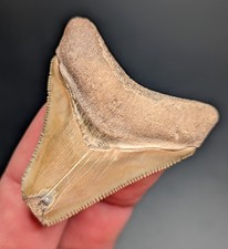 Beautiful Brown Megalodon Shark Tooth From Central Florida BV picture