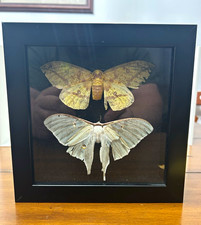 Real Framed Luna & Imperial Moth Specimens Shadow Box Entomology Dis picture