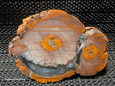 VERY RARE Polished Lava Cap Thunderegg 1/2, Incredible Colors and Design, NM picture
