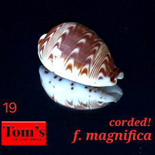 Cypraea diluculum f. magnifica #19 24.3mm GEM CORDED BEAUTY from Zanzibar picture