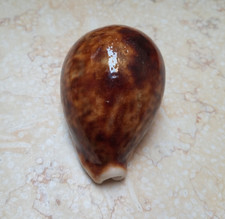 F pantherina Cypraea wow rusty color red sea shell natural glossy 91.5 mm F+++ picture