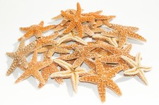 NessaStores- Sugar StarFish Sea Shell Wedding Real Craft 3