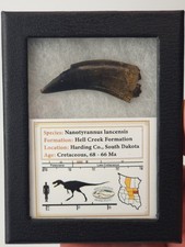 Nanotyrannus 1.89