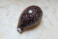 F Cypraea pantherina NICE COLOR 91mm F+++ super natural glossy red sea shell picture