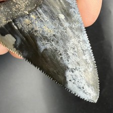 Great White Shark Tooth Florida 2.50” All Natural No Repair Or Restoration picture