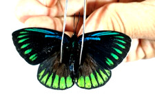 lycaeniidae  eumaeus debora unmounted, huge picture