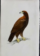 Henry Meyer, 1844 Hand Colored Woodblock Print of Golden Eagle, Audubon Society picture