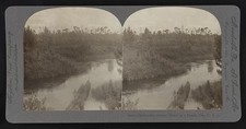 Photo:Okefenokee Swamp Cal USA 1905 Dense Jungle Stereo View picture