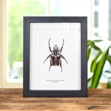 Goliath Taxidermy Beetle Frame (Goliathus goliatus conspersus) picture