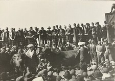 c1910 Cattle Auction SOO Railroad Railway, MN Antique Real Photo Postcard RPPC picture