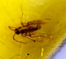 Beautiful Handcrafted Parasitic Wasp (Hymenoptera) Amber Fossils/Insects 15mm picture