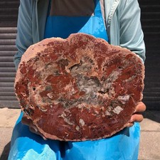 7.32LB Large Natural Petrified Wood Crystal Fossil Slice Shape Specimen Healing picture
