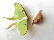 LIVE - Luna Moth *Cocoon* (In Diapause) Encased in Silk - $15/ea. picture