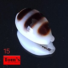 Cypraea asellus #15  17.8mm GORGEOUS GEM BEAUTY from the Philippines picture