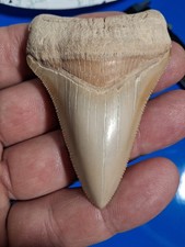 Beautiful Collector Quality Bone Valley Fossil Megalodon Polk County Fl  3.20👀 picture