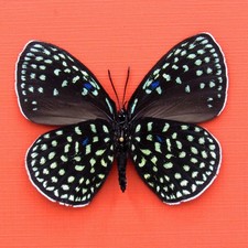 Real mounted metallic green butterfly - Eumaeus debora - female - A1 picture