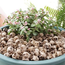 20Pcs Mini Skull Figure Collectable Halloween Miniature Skulls Heads picture