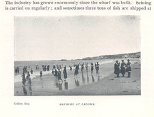 antique 1895 article NEWPORT BEACH CA LAGUNA BEACH CA (rare halftone images) picture